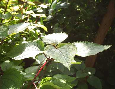 Gunnera Manicata