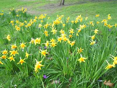 Royal Botanic Garden, Edinburgh